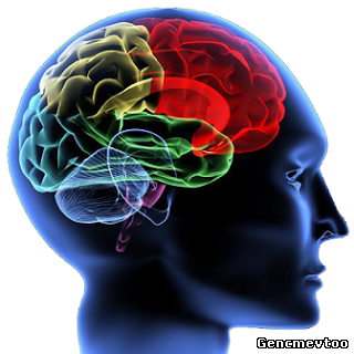 İnsan Beyin Yapısı